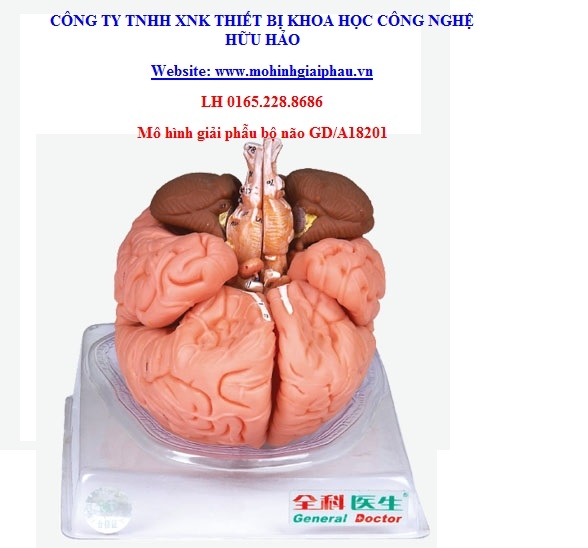 Mô hình giải phẫu não người GD/A18201