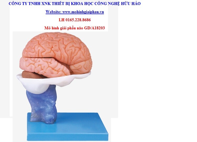 Mô hình bộ não