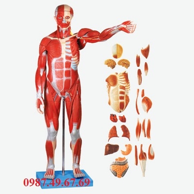 Mô hình nhóm cơ của Nam giới với cơ quan nội tạng