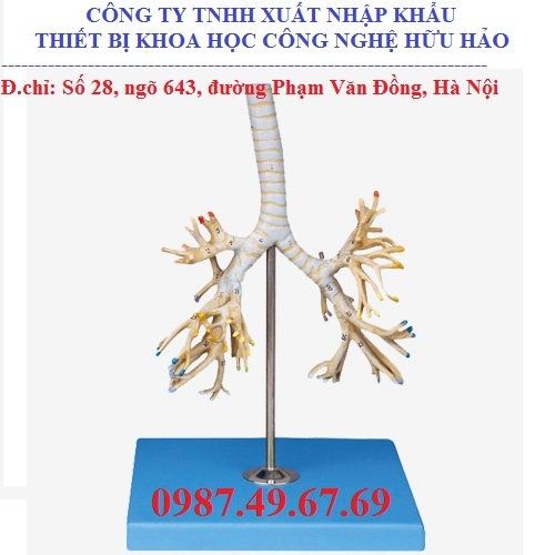Mô hình giải phẫu cây phế quản GD/A13007