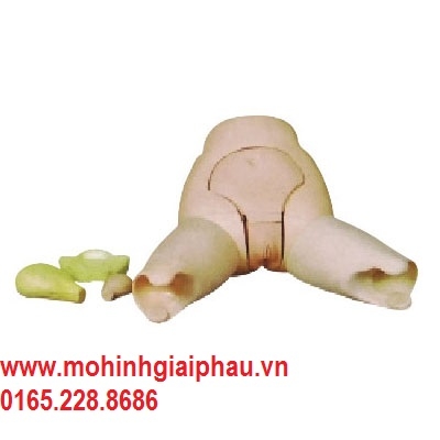 Mô hình khám tử cung HHF31