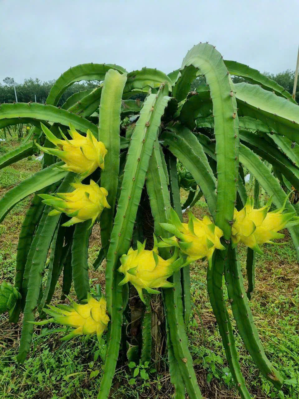 Thanh long da vàng chuyển đổi hữu cơ