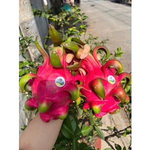 Thanh long ruột đỏ chuyển đổi hữu cơ