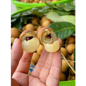 Nhãn bắp cải (Thanh nhãn) vũng tàu chuyển đổi hữu cơ