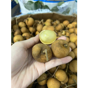 Nhãn bắp cải (Thanh nhãn) vũng tàu chuyển đổi hữu cơ
