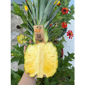 Dứa mật MD2 canh tác hữu cơ