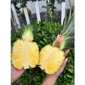 Dứa mật MD2 canh tác hữu cơ