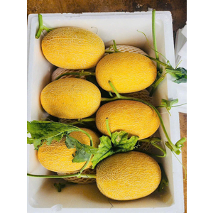 Dưa lưới vàng huỳnh long canh tác hữu cơ Vietgap