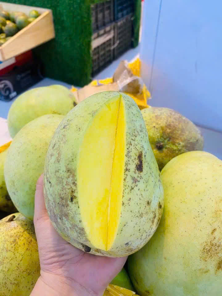 XOÀI TỨ QUÝ HỮU CƠ VIETGAP