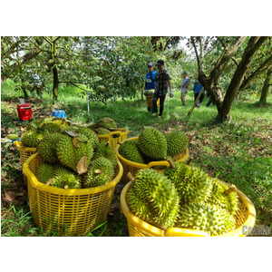 Giá cả trái cây thu tại vườn miền Đông – miền Tây – Tây Nguyên
