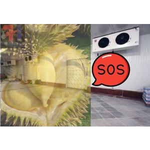 GIẢI CỨU SẦU RIÊNG BẰNG KHO CẤP ĐÔNG, KHO LẠNH