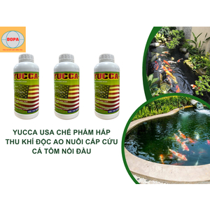 Giải Pháp Tối Ưu Hấp Thu Khí Độc, Bảo Vệ Ao Nuôi Thủy Sản