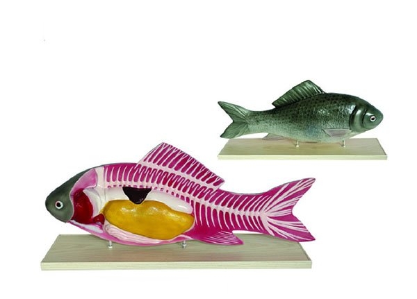 Mô hình cá Koi Kohaku 40cm cá koi mô hình cá koi kohaku