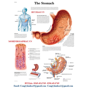 TRANH, BIỂU ĐỒ GIẢI PHẪU DẠ DÀY