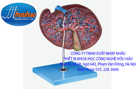 MÔ HÌNH GIẢI PHẪU GAN VÀ TÚI MẬT