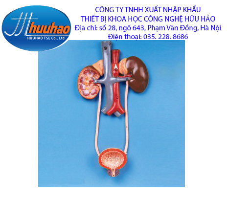 MÔ HÌNH GIẢI PHẪU HỆ TIẾT NIỆU