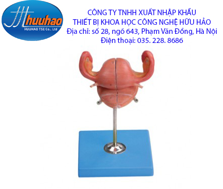 Mô hình giải phẫu tử cung
