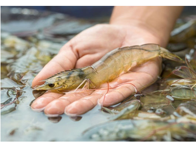 HẠN CHẾ STRESS TRÊN TÔM