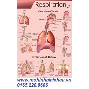 Tranh giải phẫu hệ hô hấp