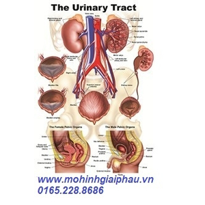 Tranh giải phẫu hệ tiết niệu
