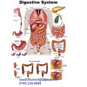 Tranh giải phẫu hệ tiêu hóa