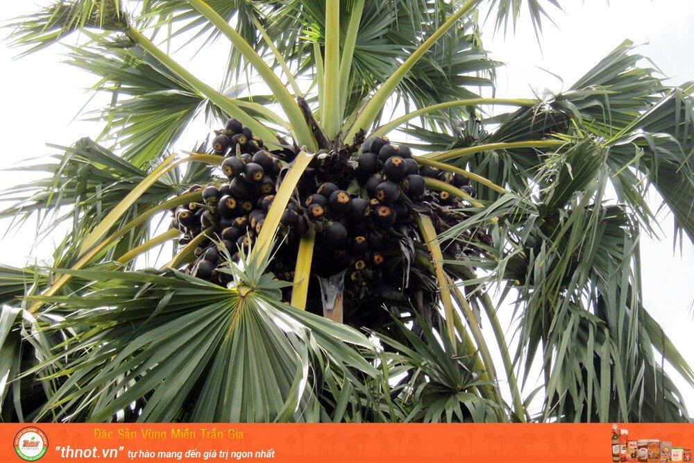 Hình ảnh cây thốt nốt - Đặc sản của tỉnh An Giang