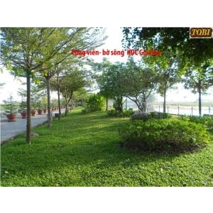 Hoa cỏ sân vườn HCSV05