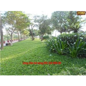 Hoa cỏ sân vườn HCSV06
