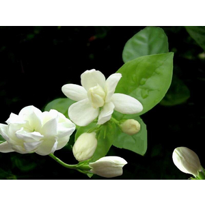 Hương gỗ, vỏ quế, tinh dầu hoa... đã biến hóa vào chai nước hoa như thế nào?