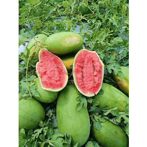 Dưa Hấu Đường Vietgap