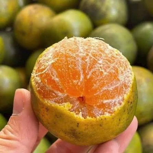 Quýt đường hiếu liêm hữu cơ