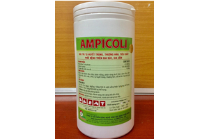 AMPICOLI