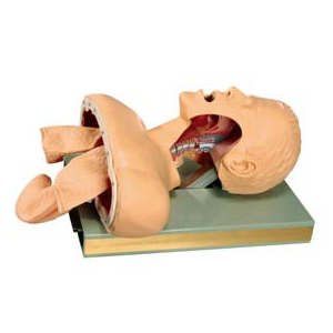GD/J50 Airway Intubation Simulator