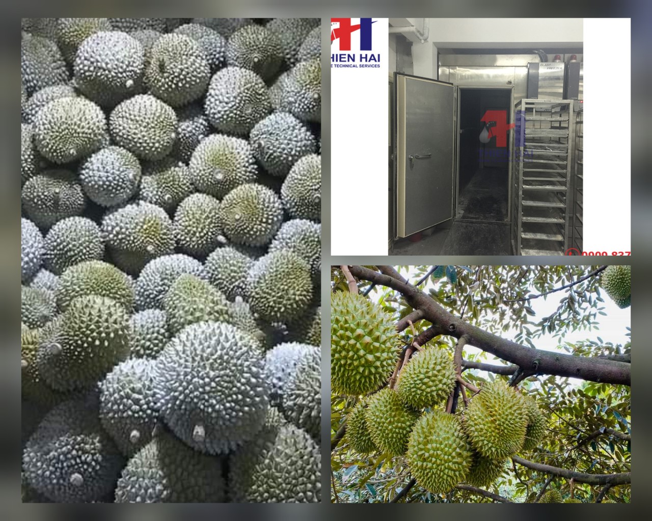 KHO CẤP ĐÔNG SẦU RIÊNG TẠI TỈNH KOMTUM