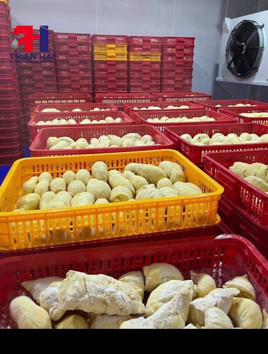 KHO LẠNH BẢO QUẢN SẦU RIÊNG / THIẾT KẾ THI CÔNG KHO LẠNH SẦU RIÊNG TẠI NƠI