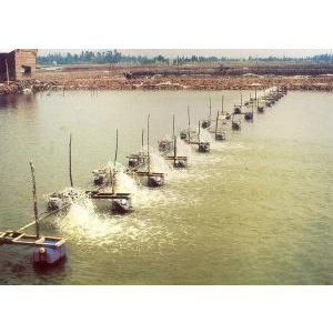 Khuyến cáo đầu vụ tôm 2012