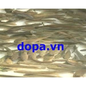 Kinh nghiệm luyện cá lóc ăn cám công nghiệp