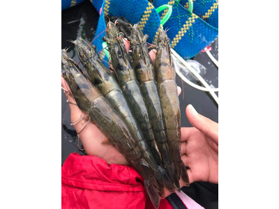 Kinh nghiệm nâng cao tỷ lệ sống và tăng năng suất tôm nuôi