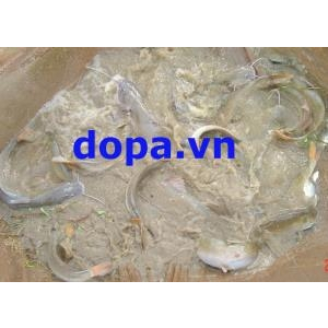 Kỹ thuật nuôi cá lăng chấm thương phẩm trong ao
