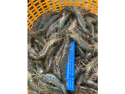 Kỹ Thuật Nuôi Tôm Nước Ngọt