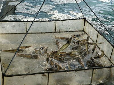 Kỹ thuật san tôm giảm hao hụt, hạn chế sốc