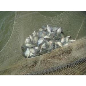 Kỹ Thuật Sản Xuất Giống Cá Rô Phi Đơn Tính Đực