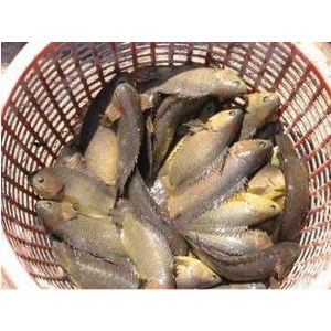 KỸ THUẬT SINH SẢN NHÂN TẠO CÁ RÔ ĐỒNG