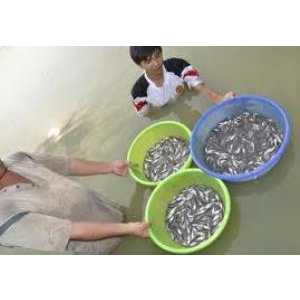 Kỹ thuật ương cá con