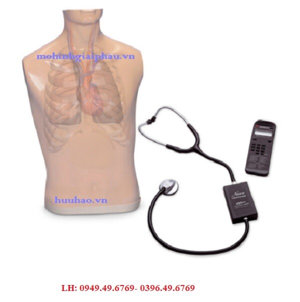 Mô hình thực hành nghe tim phổi Model: LF01172(EX)