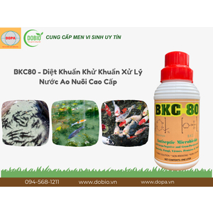 Lợi Ích Vượt Trội Của BKC80 – Sản Phẩm Hỗ Trợ Ao Nuôi Thủy Sản Tuyệt Vời
