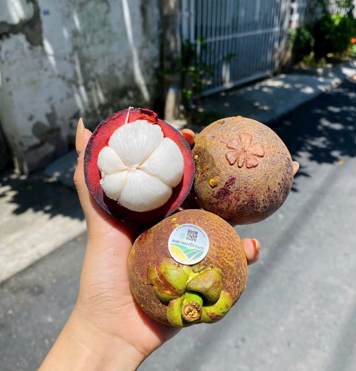 Măng cụt lái thiêu chuyển đổi hữu cơ