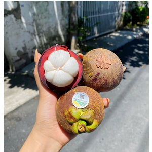 Măng cụt lái thiêu chuyển đổi hữu cơ