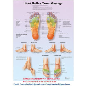 Biểu đồ massage vùng phản xạ bàn chân