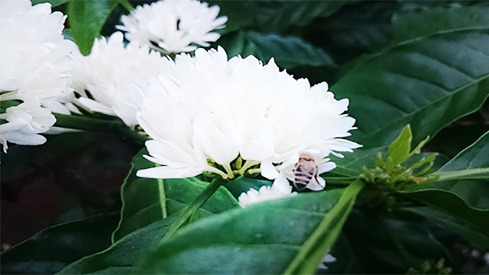 Hoa cà phê Mat ong hoa ca phe tay nguyen